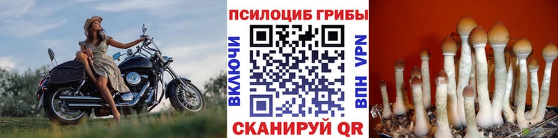 Галлюциногенные грибы Psilocybine cubensis  Нижний Новгород 